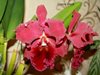 Blc. Chia lin’’new city’ 